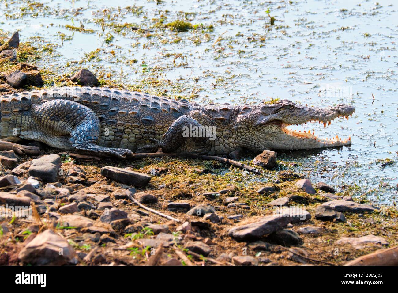 Krokodilhäutchen aus Snub mit Nose-Marsh-Krokodil (Crocodylus palustris) Stockfoto