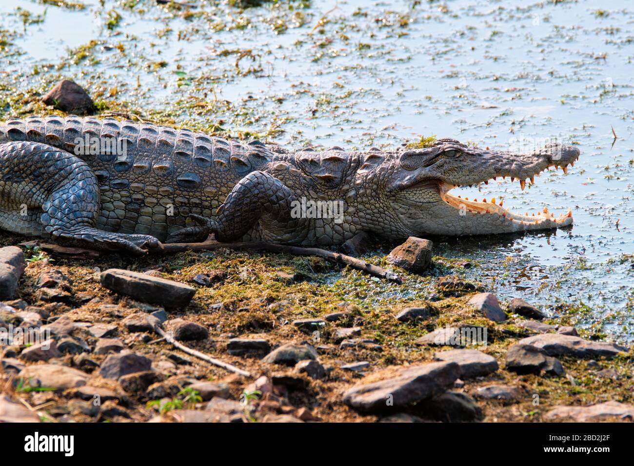 Krokodilhäutchen aus Snub mit Nose-Marsh-Krokodil (Crocodylus palustris) Stockfoto
