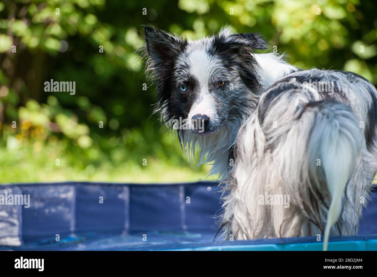Nasser Grenz-Collie-Hund in einem Garten Stockfoto