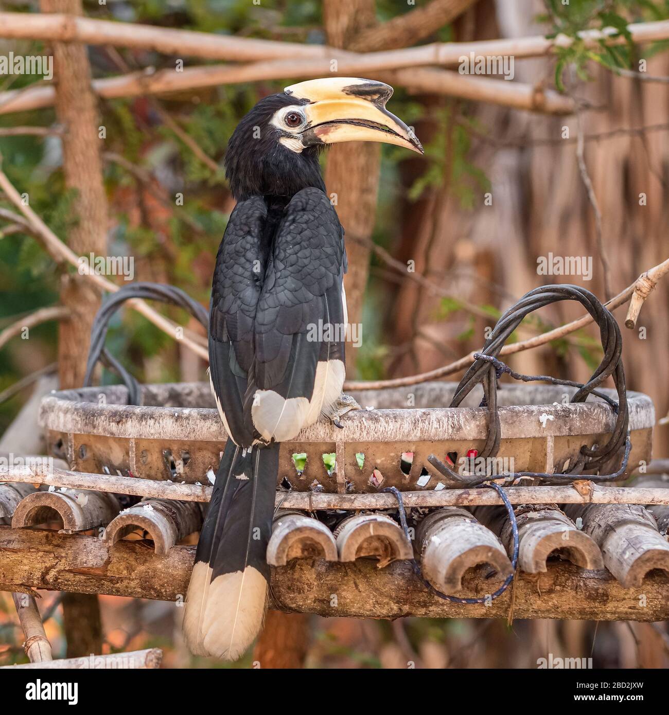 Orientalische Pied Hornbill vogel Nahaufnahme Stockfoto