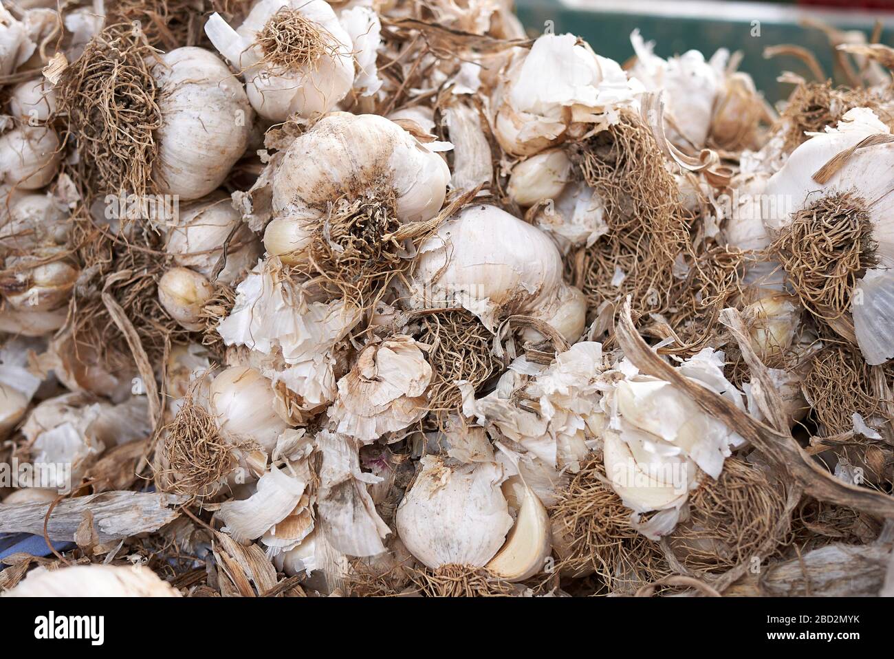 Knoblauchköpfe in einem Korb Stockfoto