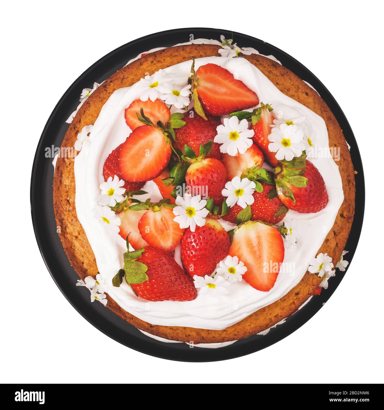 Erdbeerkuchen, Erdbeerschwamm mit frischen Erdbeeren und saurer Sahne auf weißem Hintergrund isoliert. Stockfoto