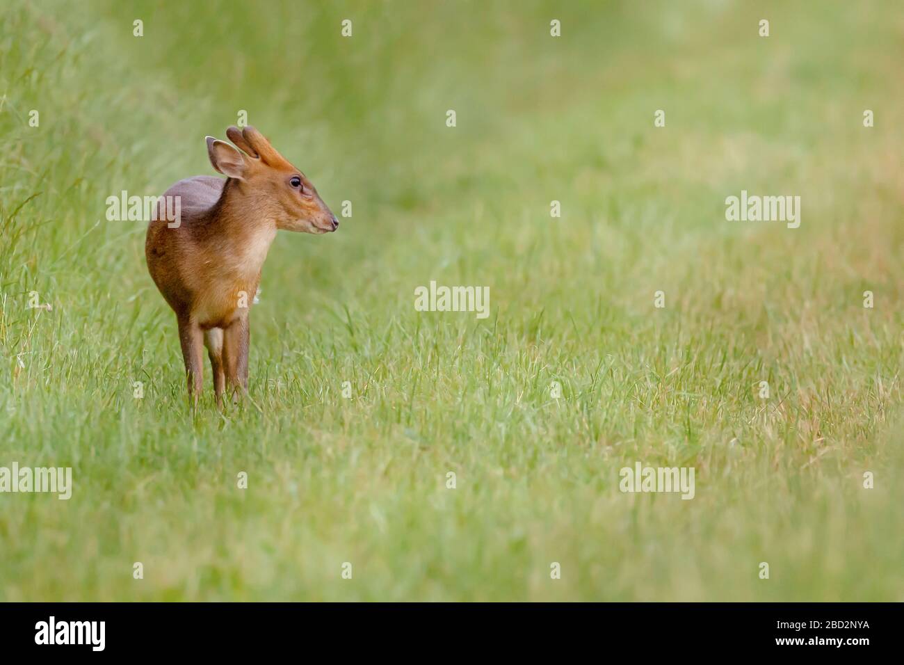 Wilde junge muntjac Rehe allein in einer natürlichen ländlichen Landschaft. Farbe Nahaufnahme Hochformat in einem grünen Rasenfeld. Auch als bellender Hirsch bekannt Stockfoto