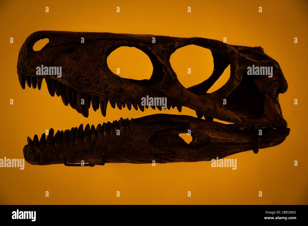 Eine Silhouette Dinosaurier Schädel in einem gelben Hintergrund Stockfoto