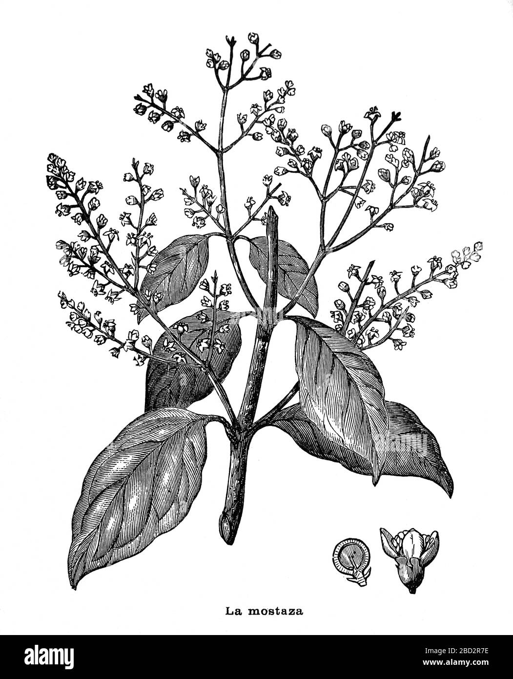 Senfpflanze. Pflanzenwürze. Gravur, 19. Jahrhundert. Stockfoto