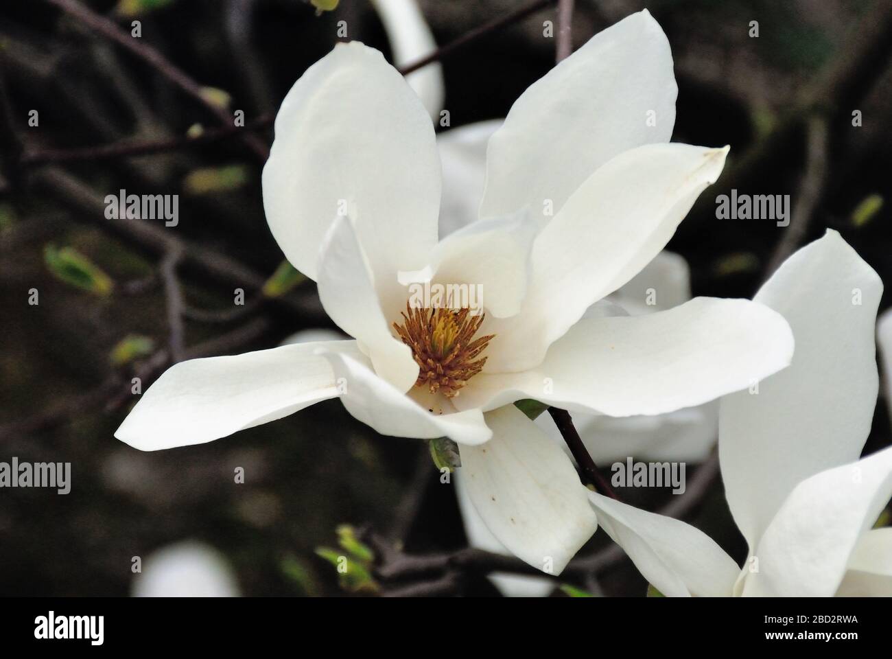 Magnolie in den öffentlichen Gärten von Padova Stockfoto