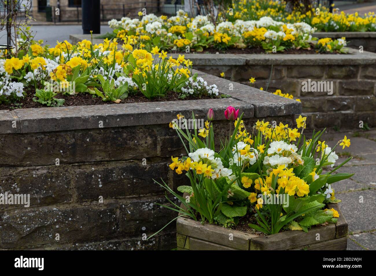 Ein Hochbeet voller blühender Frühlingsblumen in Baildon, Yorkshire, England. Stockfoto