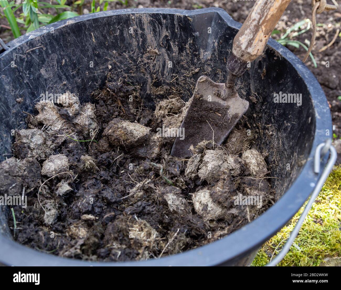 Mischen eines organischen Mulchs in einem Eimer, der sich auf dem Garten ausbreiten kann. Stockfoto