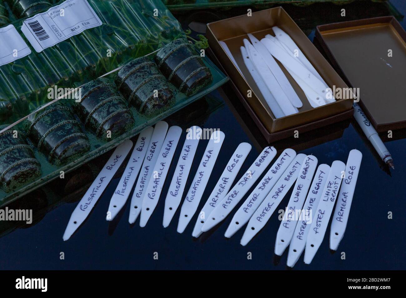 Bringen Sie Etiketten auf einem Gartentisch neben den Kerzenpflanzenpaketen an. Stockfoto