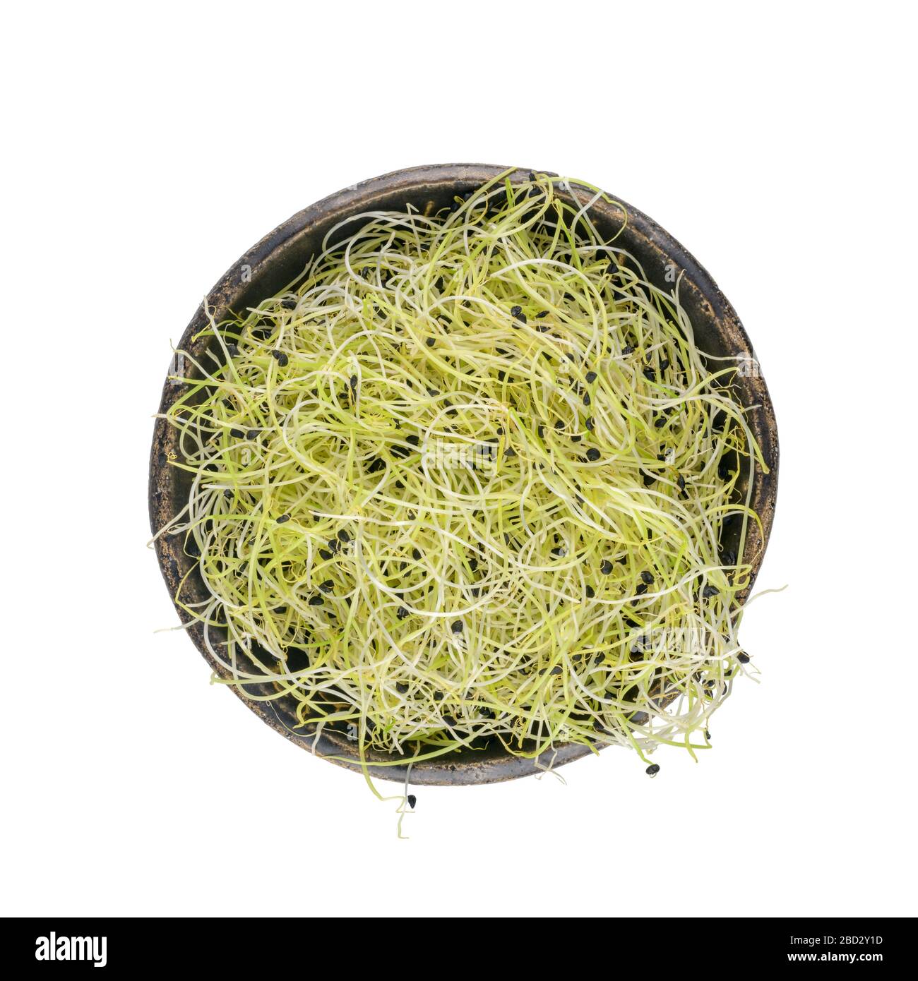 Knoblauchsprossen in schwarzer Schüssel. Sprießende Microgreens auf dunkler Keramikschale. Stockfoto