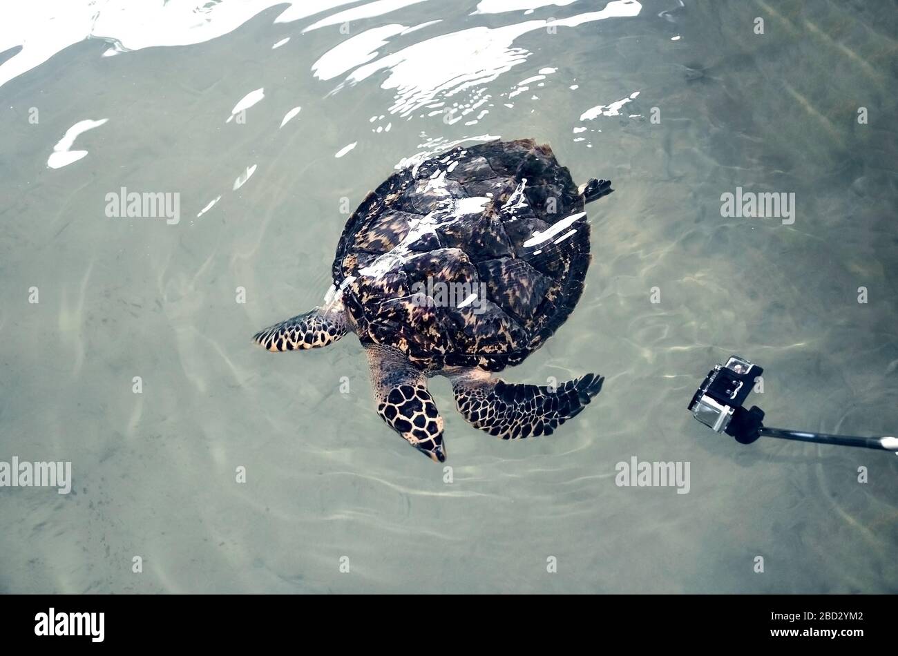 Schöne große Schildkröte schwimmt im Meer in der Nähe der Kamera, Videoaufnahmen unter Wasser, Freiwillige beobachten Unterwasserwelt. Attackierte Kamera. Rettet Tier in See Stockfoto