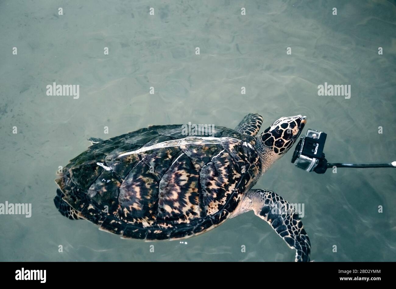 Schöne große Schildkröte schwimmt im Meer in der Nähe der Kamera, Videoaufnahmen unter Wasser, Freiwillige beobachten Unterwasserwelt. Attackierte Kamera. Rettet Tier in See Stockfoto