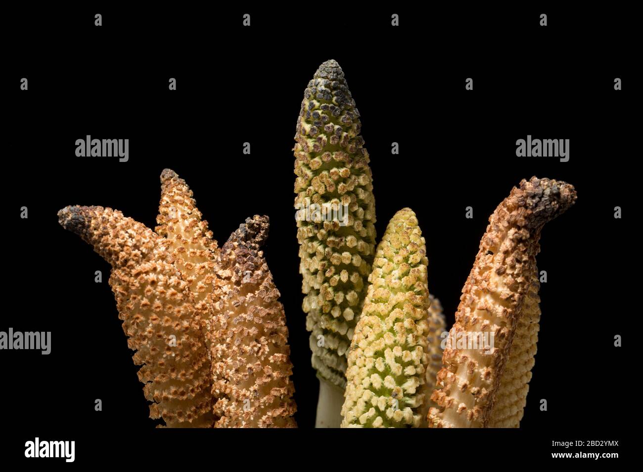 Die fruchtbaren, sporentragenden Stängel von Horseetail-Farnen, Gattung Equisetum, die im April seitlich einer Straße wachsen. Die Gattung Equisetum ist einzigartig in der Pla Stockfoto