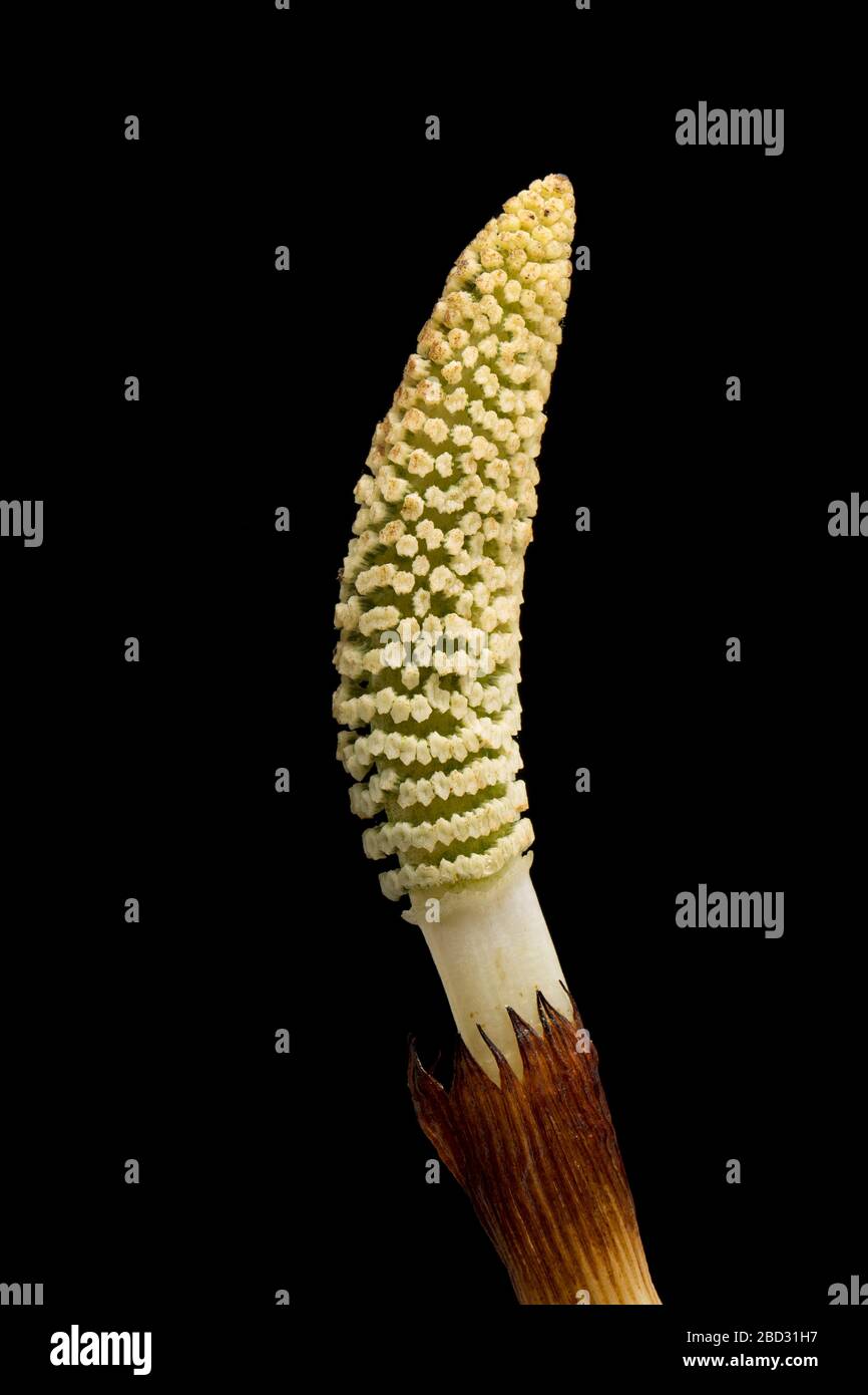 Der fruchtbare Sporenschaft eines Horsetailfarns, Gattung Equisetum, im April. Die Gattung Equisetum ist in der Pflanzenwelt einzigartig, da sie usi reproduzieren Stockfoto