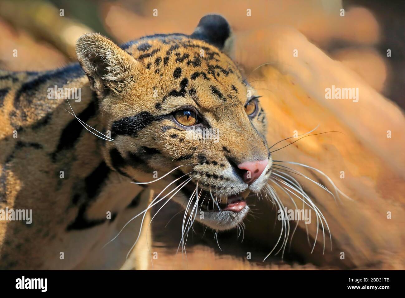 Getrübter Leopard (Neofelis nebulosa), Erwachsene, Tierporträt, gefangen, England, Großbritannien Stockfoto