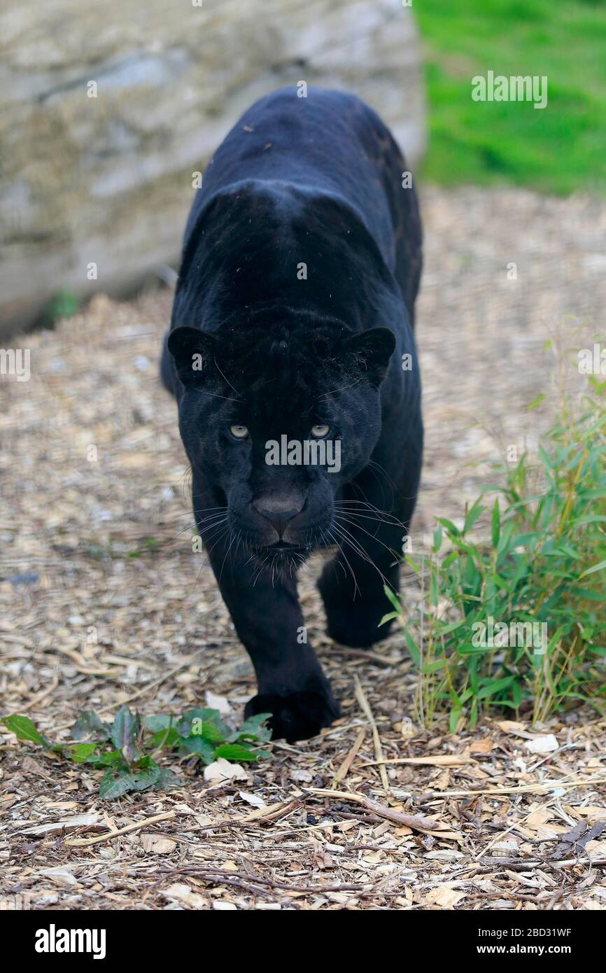 Jaguar, Black Panther (Panthera onca), Erwachsene, wachsam, frontal laufend, gefangen, England, Großbritannien Stockfoto