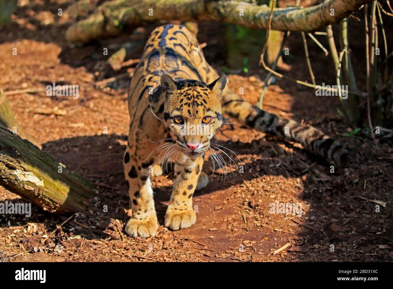 Getrübter Leopard (Neofelis nebulosa), Erwachsene, gefangen, England, Großbritannien Stockfoto