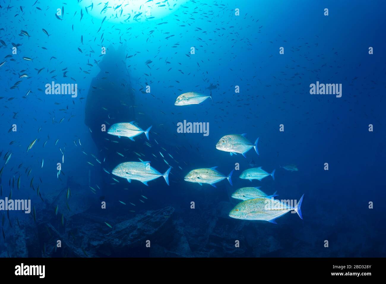 Schwarm bluefin trevally (Caranx melampygus) am Wrack von SS-Thistlegorm, Rotem Meer, Scharm el Scheich, Shaab Ali, Sinai-Halbinsel, Ägypten Stockfoto