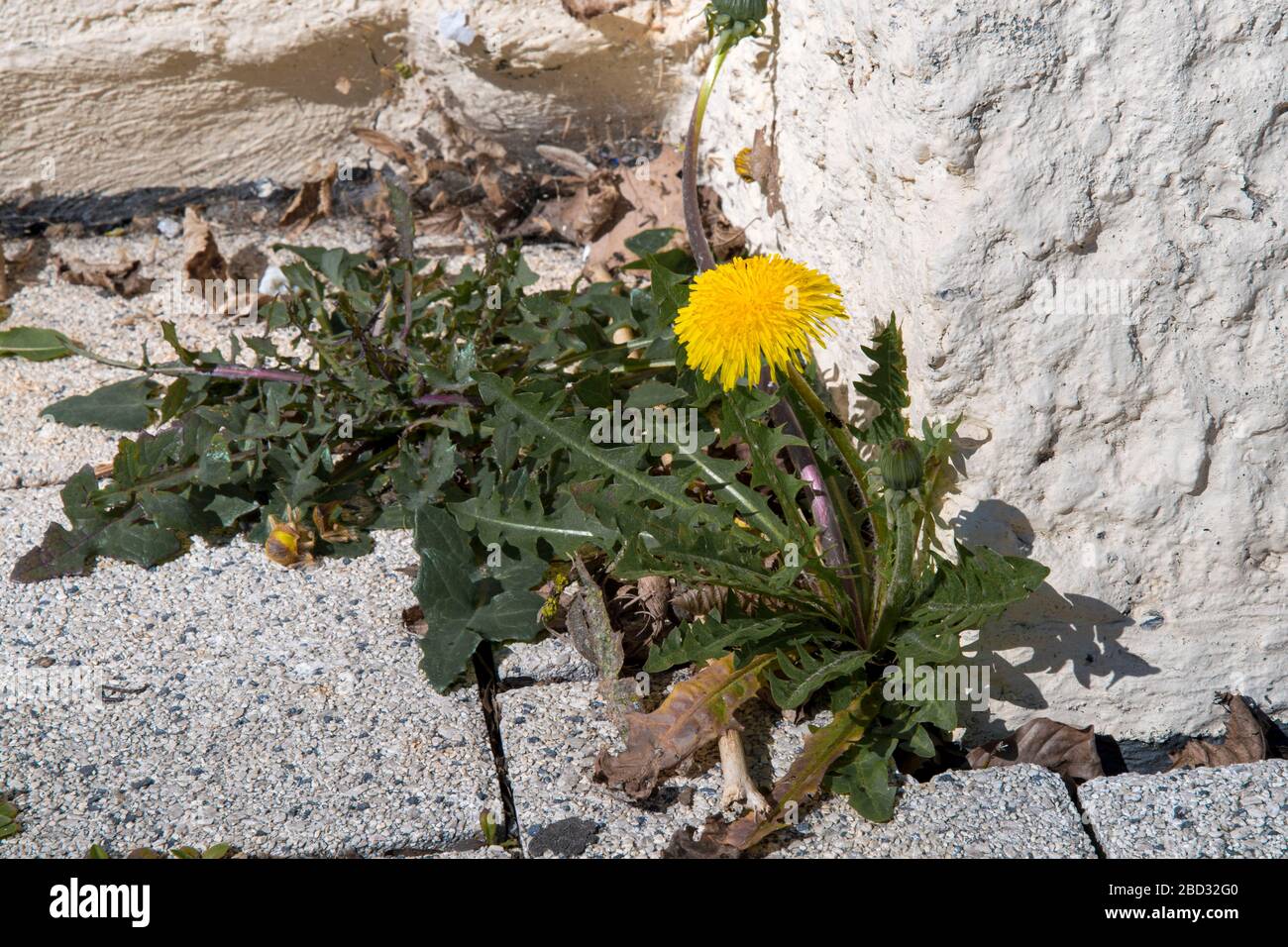 Löwenzahn an einer Hausecke auf Beton Stockfoto