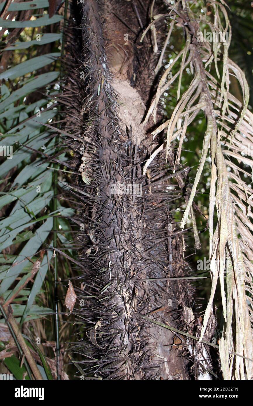 Nahaufnahme eines stacheligen Baumstamms eines Palmenbaums im Regenwald des Amazonas, Tambopata, Madre de Dios, Peru Stockfoto