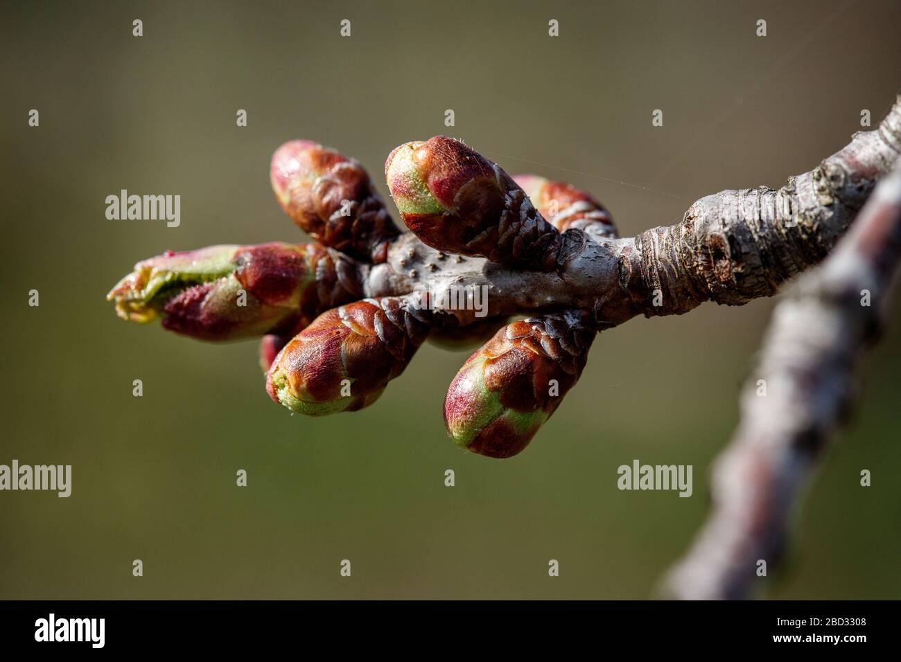 Junge grüne Nieren beginnen sich zu entwickeln und öffnen Weiß auf einem Kirschbaum im frühen Frühjahr Stockfoto