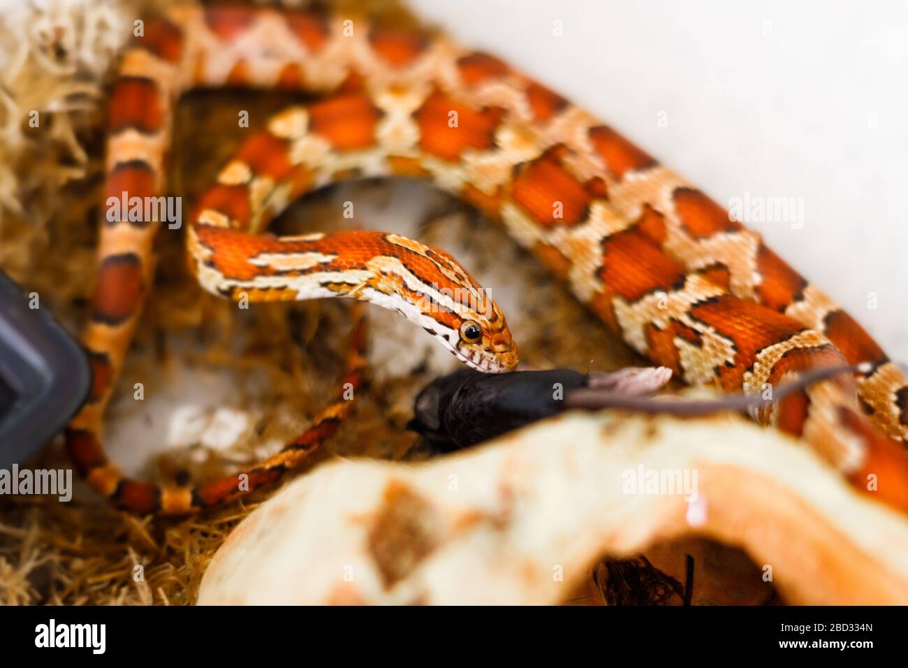 Maisschlange, die eine tote Babymaus isst Stockfoto
