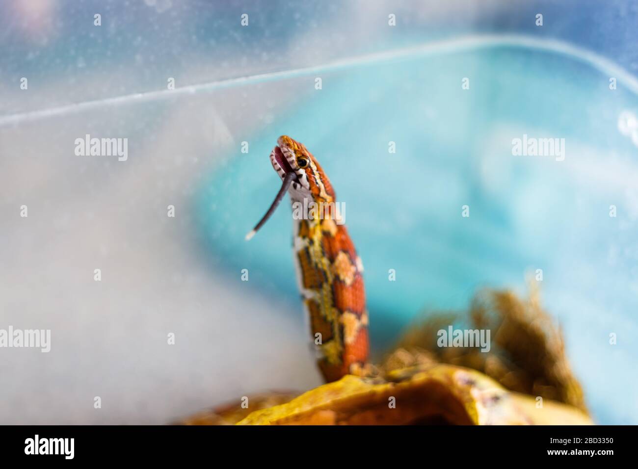 Maisschlange, die eine tote Babymaus isst Stockfoto