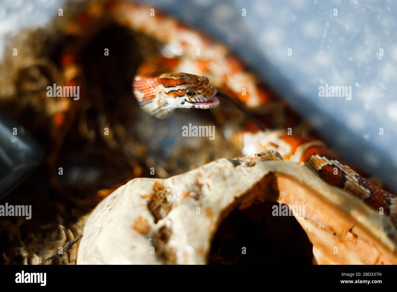 PANTHEROPHIS GUTTATUS Maisschlange im Terrarienheim Stockfoto