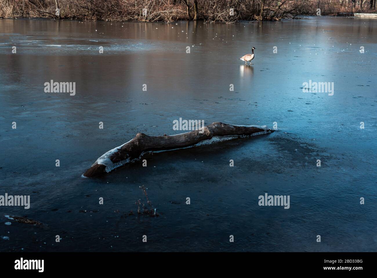 Enten auf einem gefrorenen See im Prospect Park Brooklyn Stockfoto