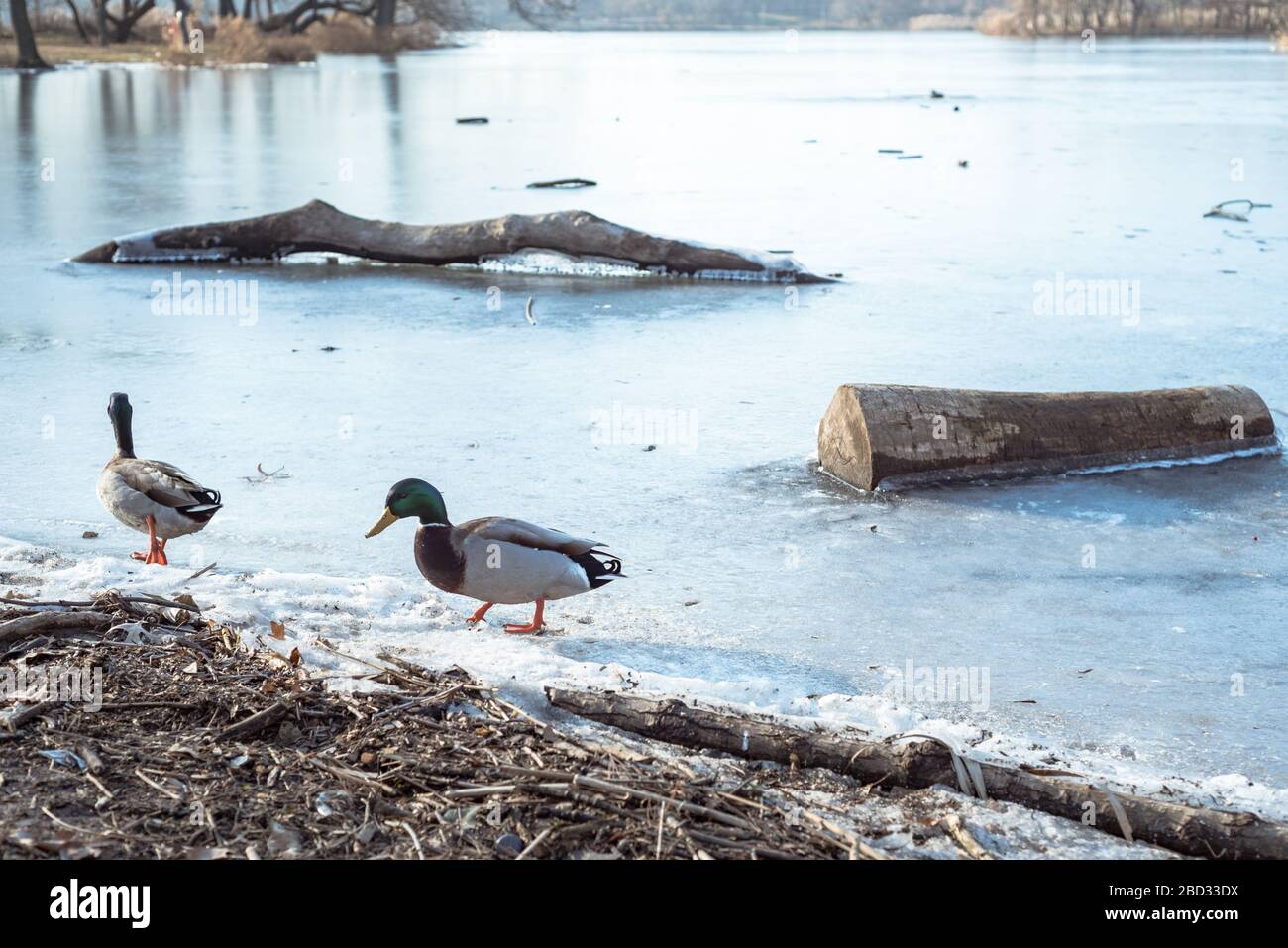 Enten auf einem gefrorenen See im Prospect Park Brooklyn Stockfoto