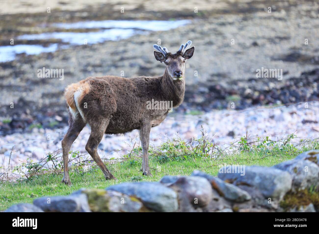 Red Deer am Wasser in schottischen Highlands Stockfoto