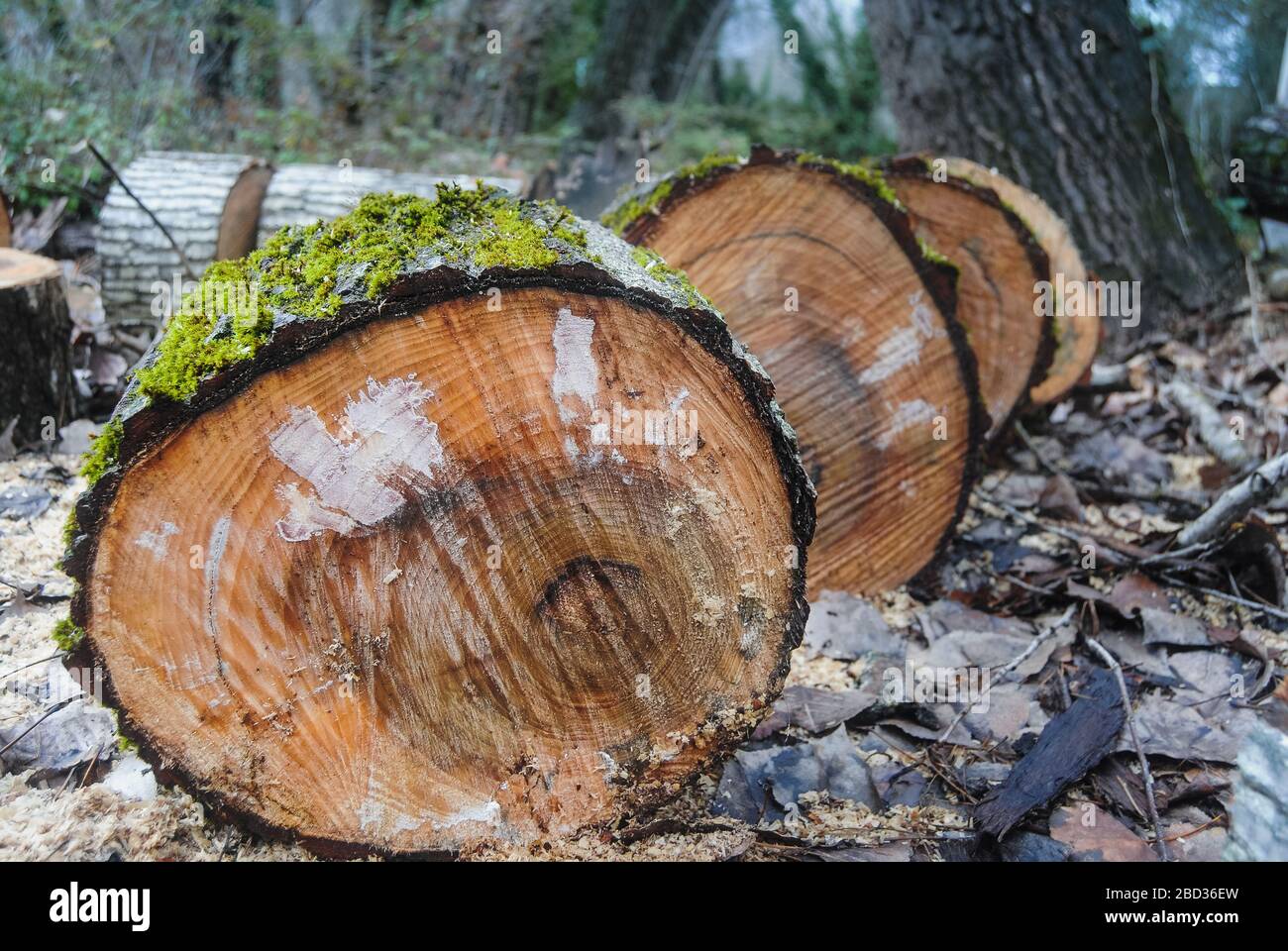 Ein Farbbild von Holzstämmen mit Moos über Blättern und Sägemehl auf dem Land Stockfoto