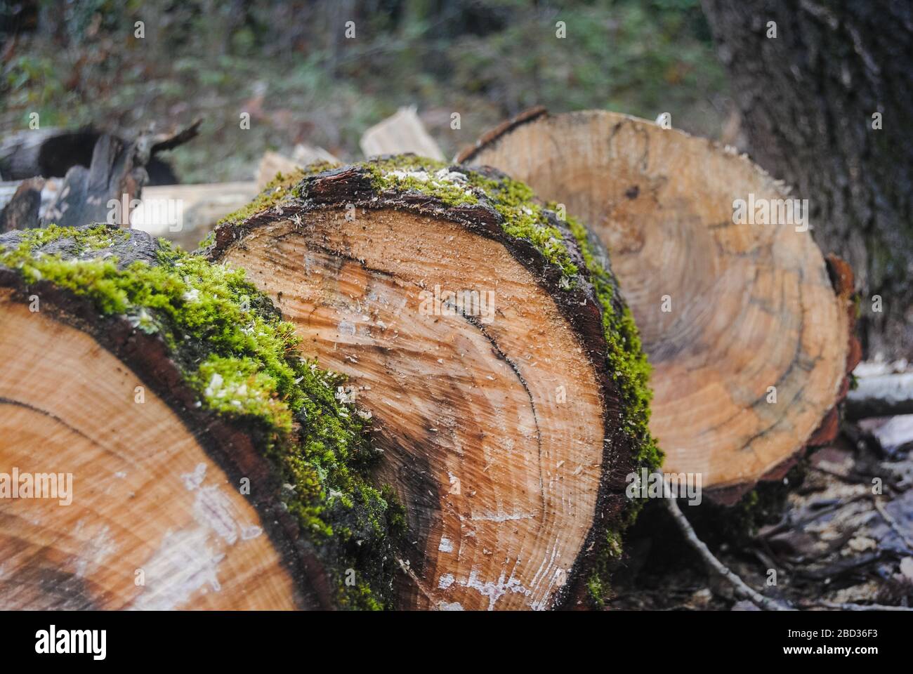 Ein Farbbild von Holzstämmen mit Moos über Blättern und Sägemehl auf dem Land Stockfoto