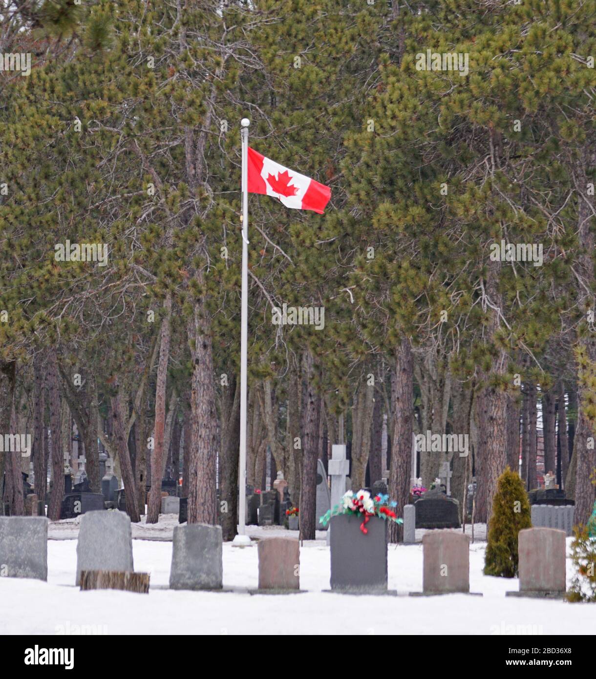 COVID-Opfer in Kanada. Eine kanadische Flagge, die zwischen Grabsteinen auf einem Friedhof schwebt Stockfoto