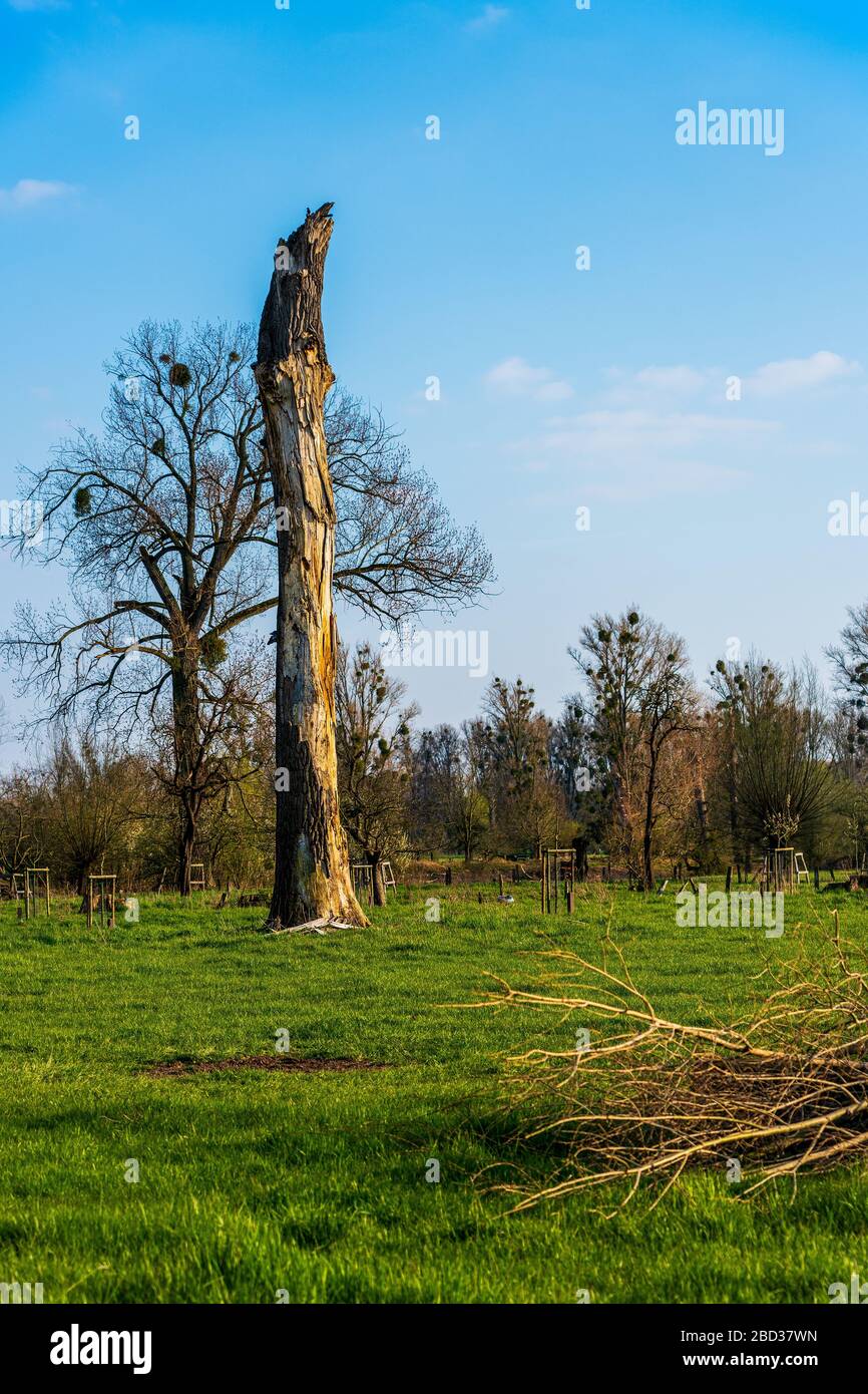 Alte zerbrochene Bäume im Frühjahr Stockfoto