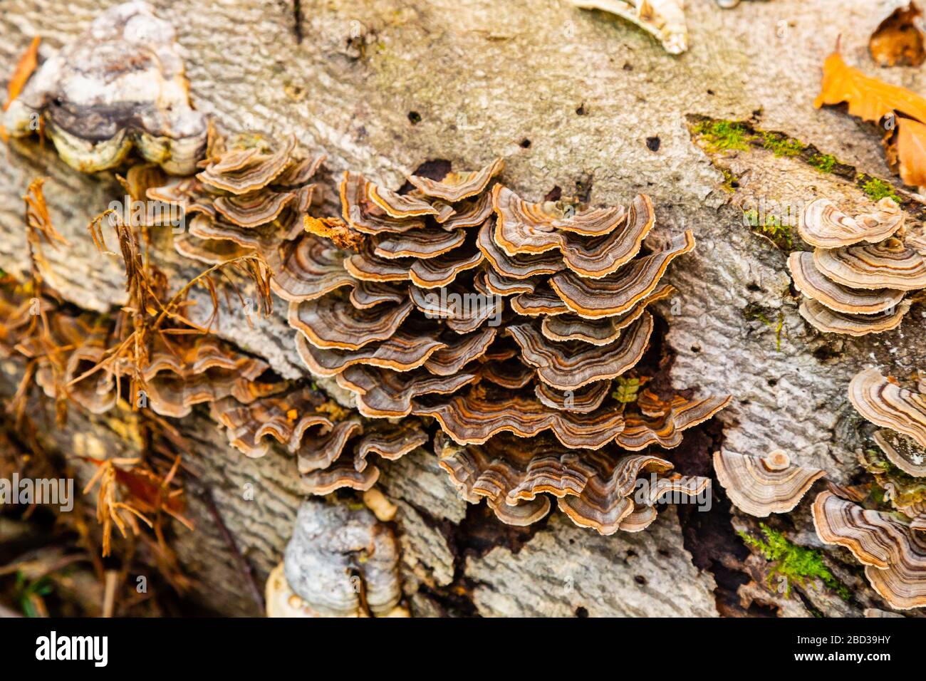 Bracket Pilze wachsen auf einem Baumstamm im Wald Stockfoto