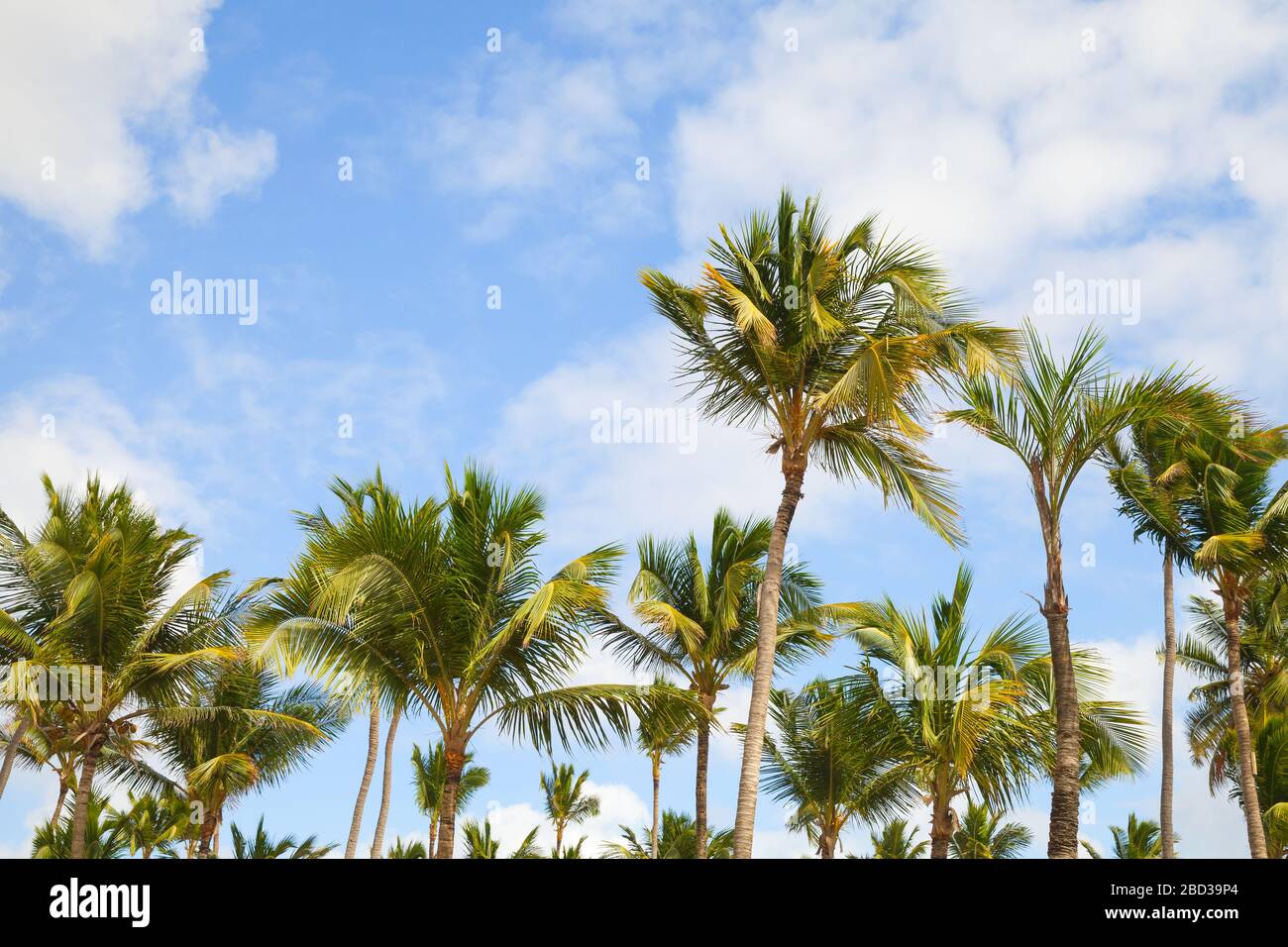 Tropischer Natur Foto-Hintergrund mit Palmen unter blauem Himmel am Tag Stockfoto