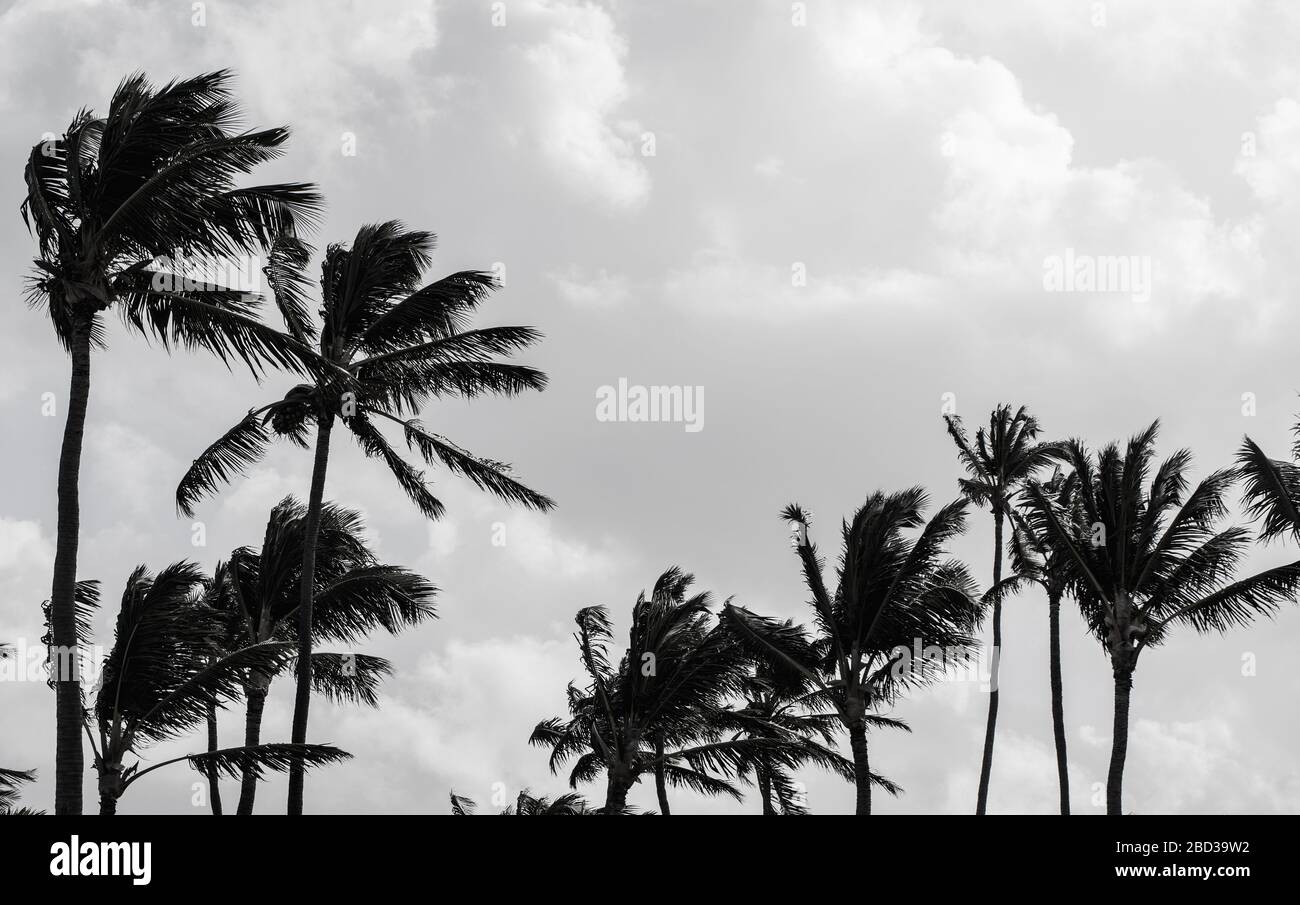 Schwarze Palmen schimmert über bewölktem Himmel. Schwarz-weißer Foto-Hintergrund Stockfoto
