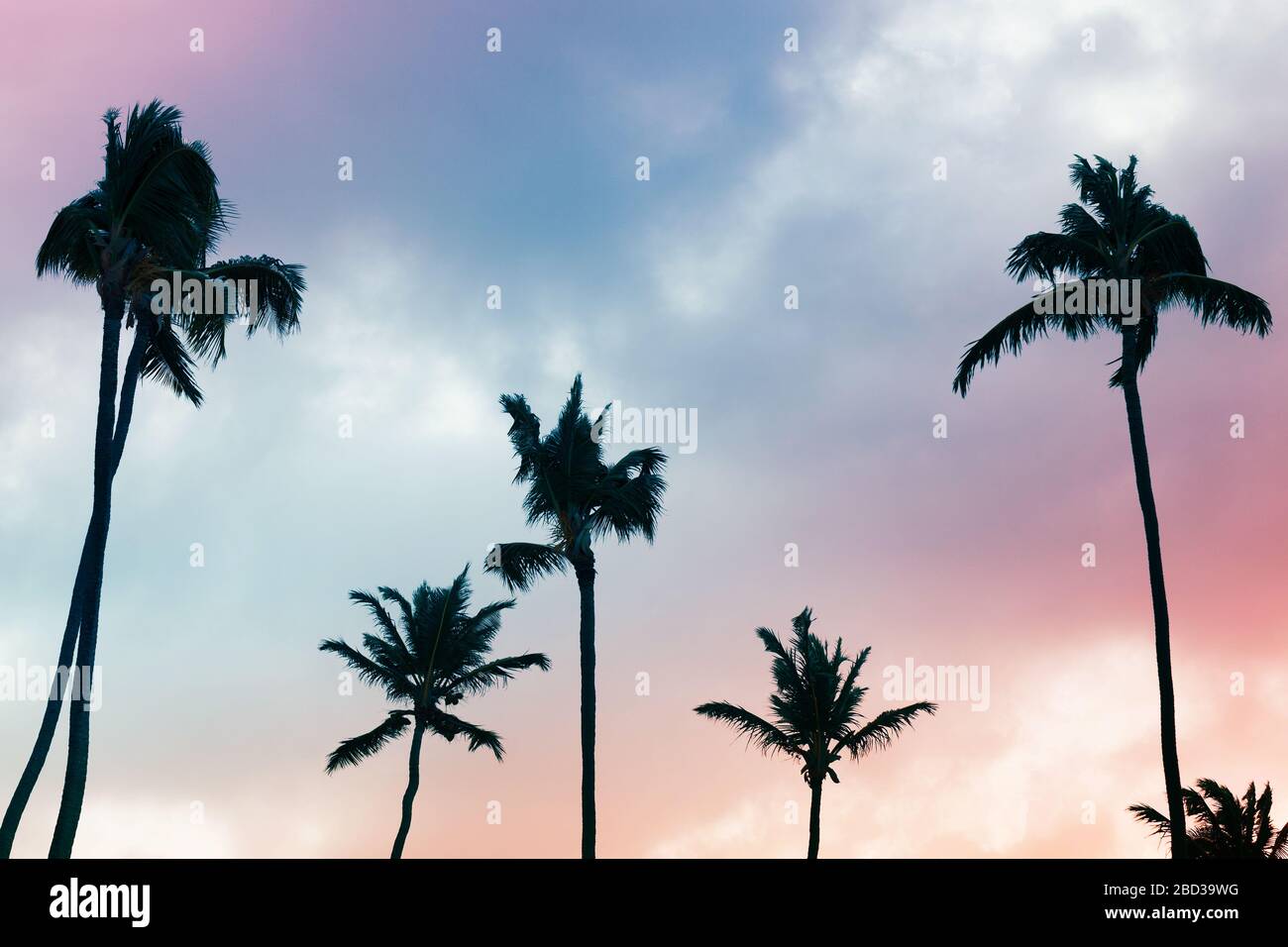 Palmen Silhouetten unter farbenfrohem bewölktem Himmel Hintergrund Stockfoto