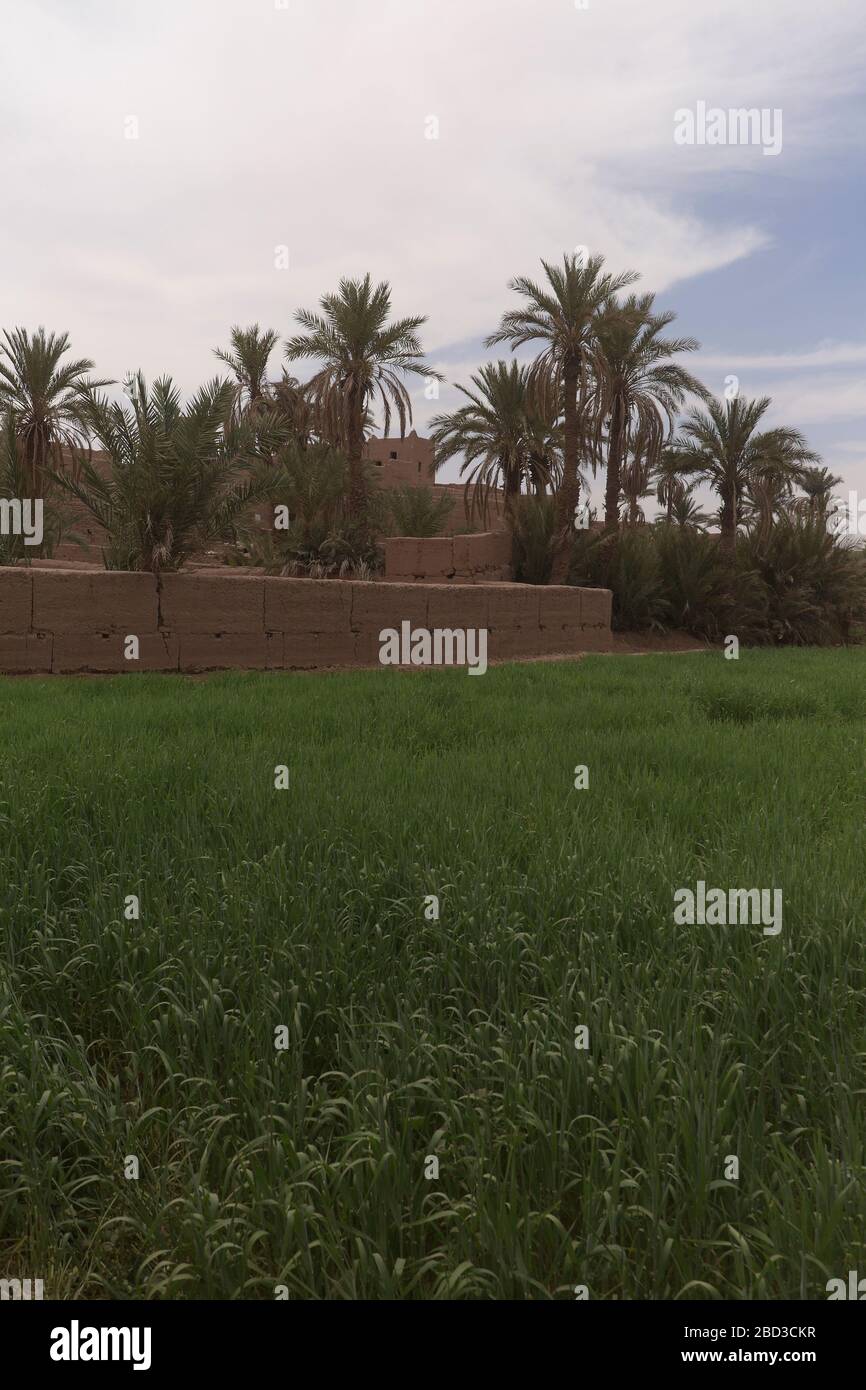 Adobe-Gebäude in M'Hamid El Ghizlane oder Lamhamid Ghozlane ist eine kleine Oasenstadt in der Provinz Zagora, Drâa-Tafilalet in Marokko, Afrika. Stockfoto