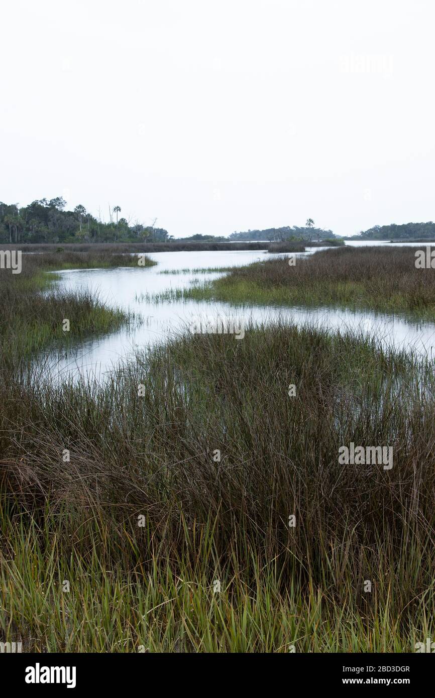 SALD Marsh Habitat an der Küste des Golf von Mexiko, Levy County, FL Stockfoto