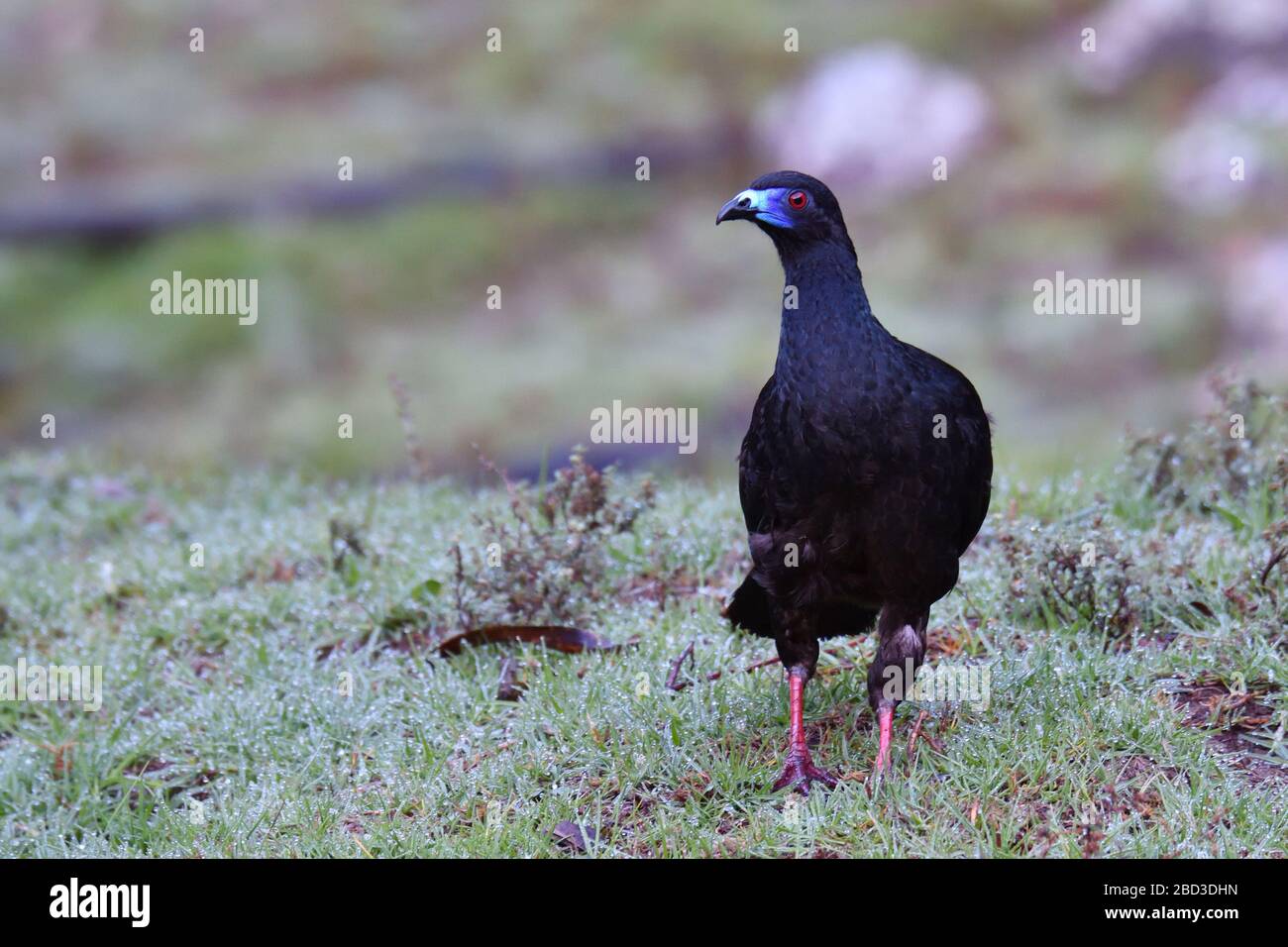 Schwarzer Guan in Costa Rica Wolkenwald Stockfoto