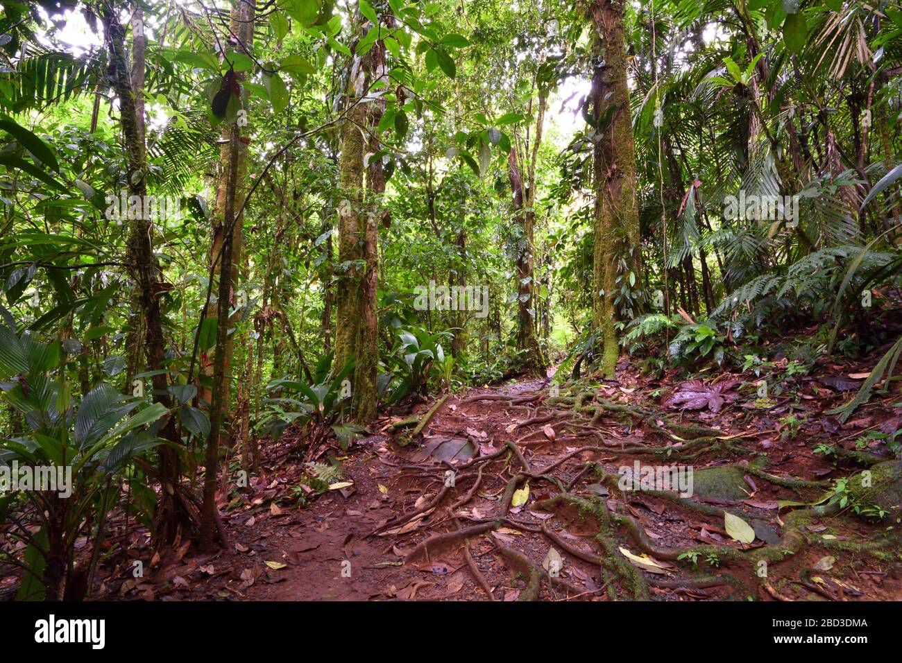 Alter Wachstumswald in Costa Rica Stockfoto