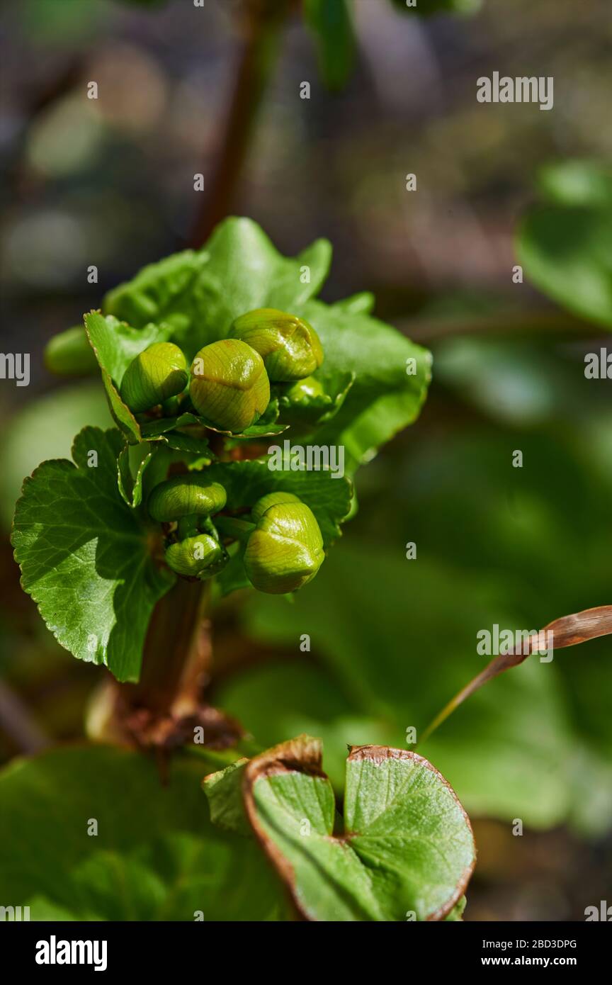 Nahaufnahme der geschlossenen Blüte eines Marigoldes (Caltha palustris) bei Sonnenschein. Stockfoto