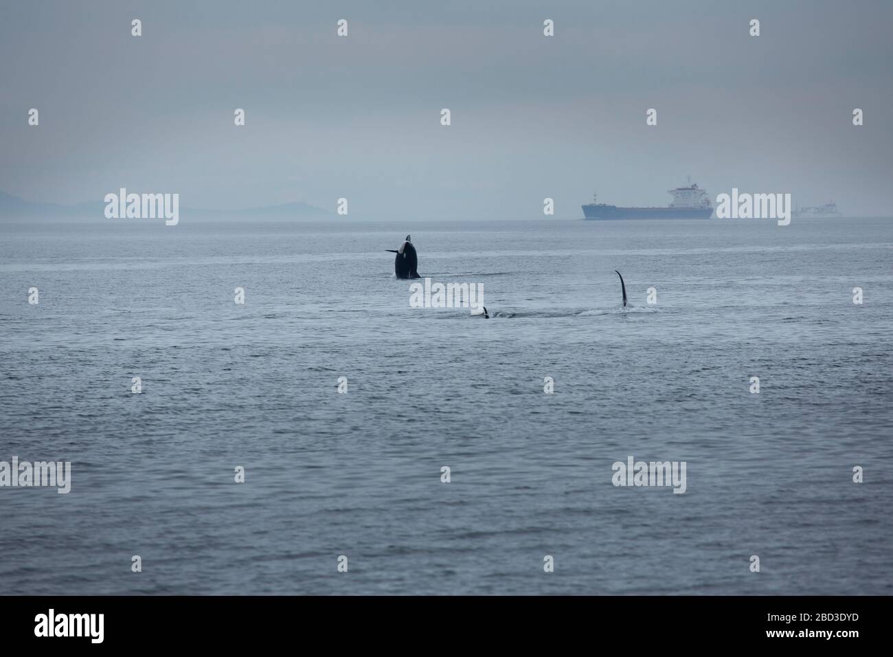 Das durchbrechen von Orca und Orca pod, das den Ozean mit menschlichen Interaktionen teilt. Stockfoto