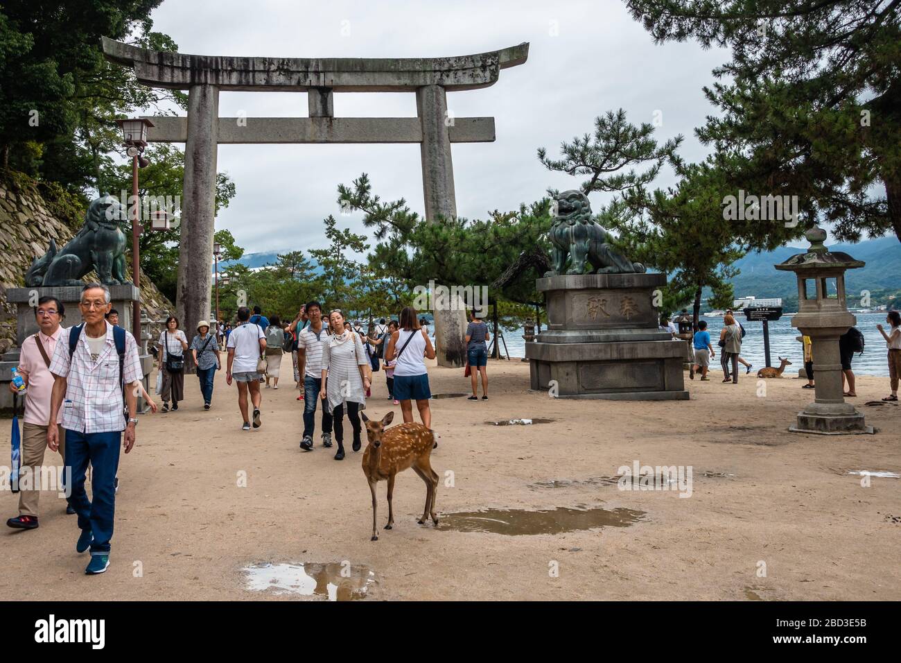 Miyajima, Japan, August 2019 - EIN sika-hirsch und Touristen, die unter einem Torii-Tor auf der Insel Miyajima vorbeiziehen Stockfoto