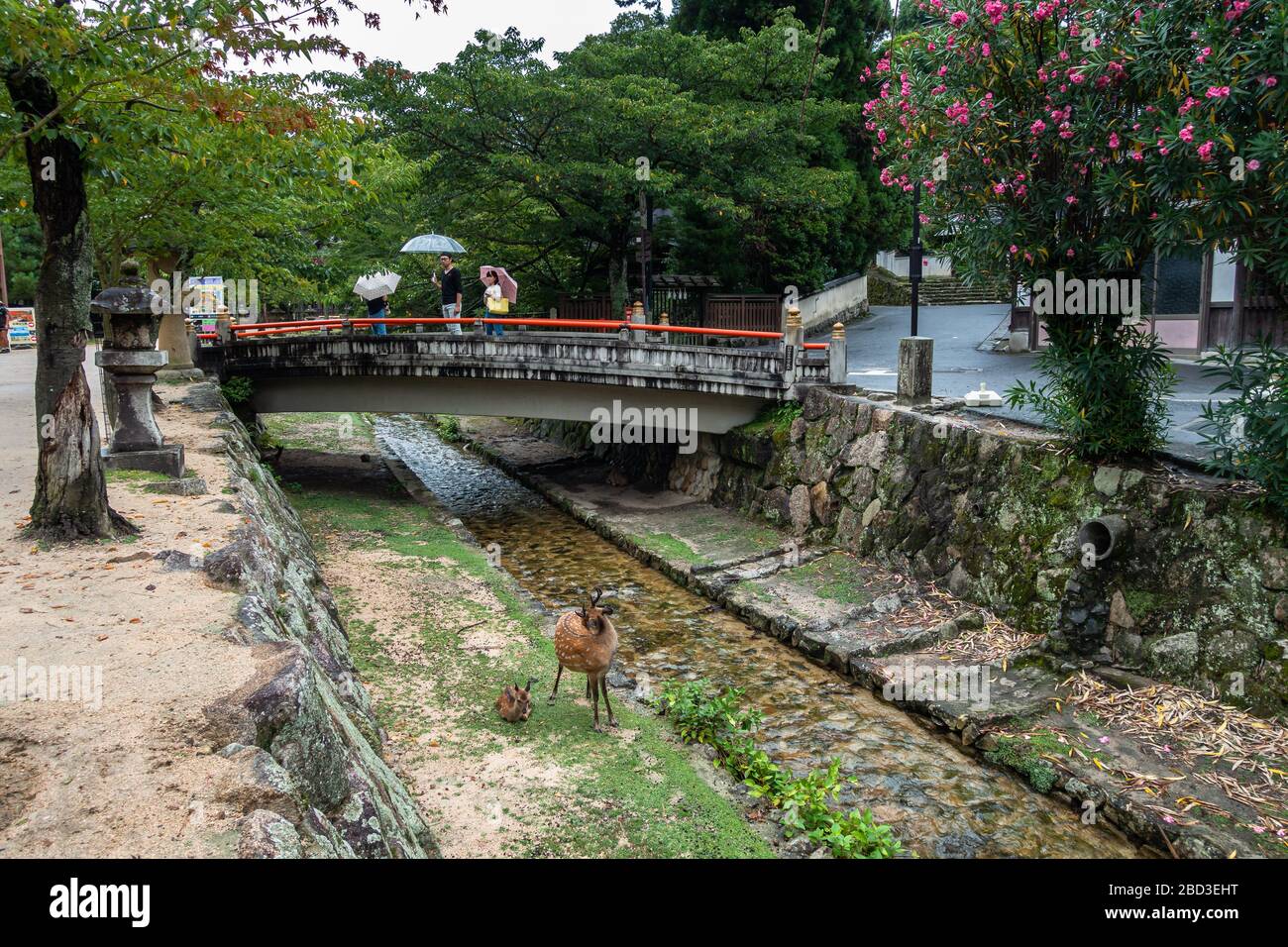 Malerische kleine Brücke auf der Miyajima-Insel mit zwei Rotwild, die frei in der Nähe eines kleinen Flusses herumlaufen. Miyajima, Japan, August 2019 Stockfoto
