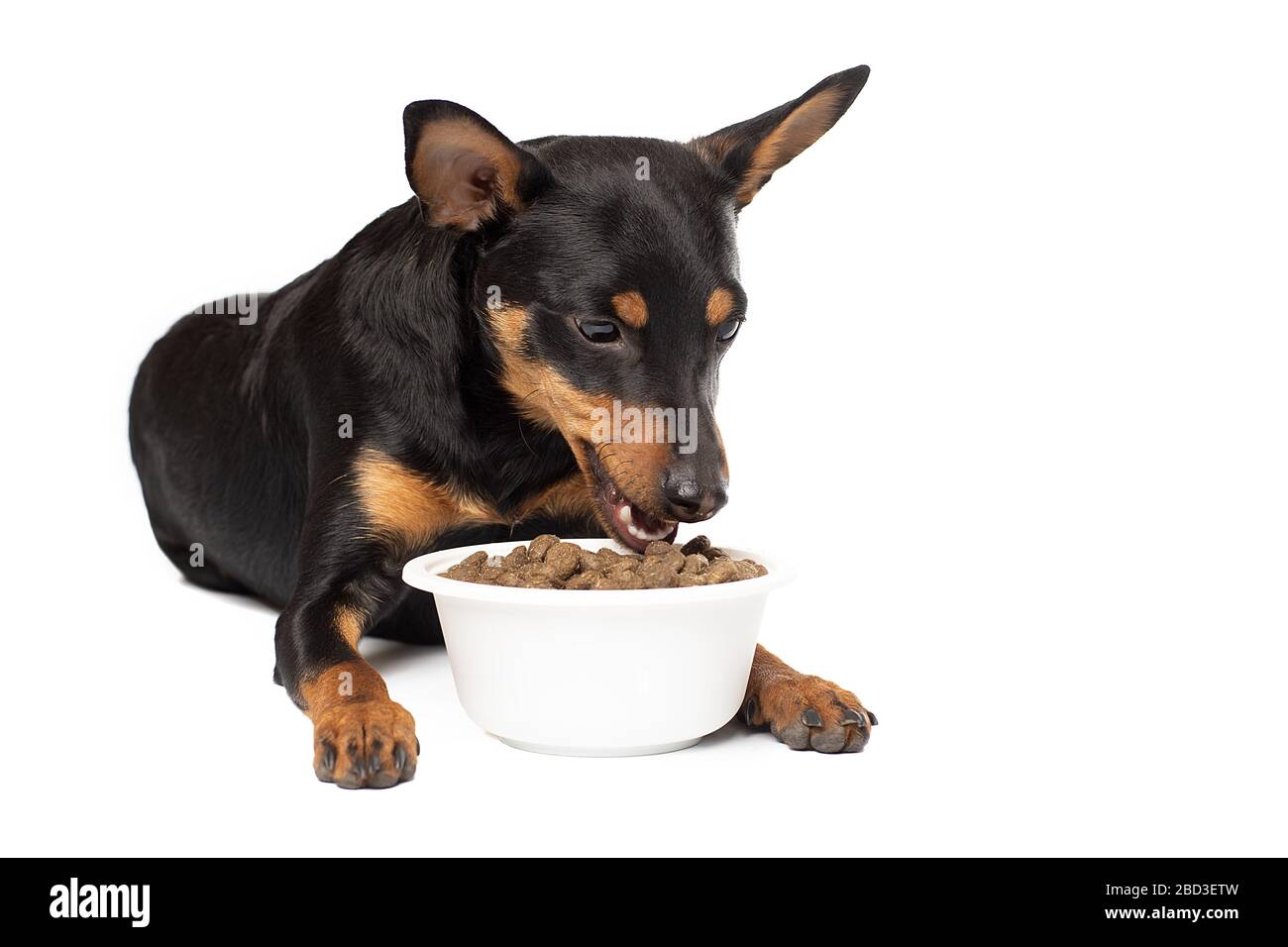 Niedlicher Zwergpinscher Welpe mit einer Schale Trockenfutter auf weißem Hintergrund Stockfoto