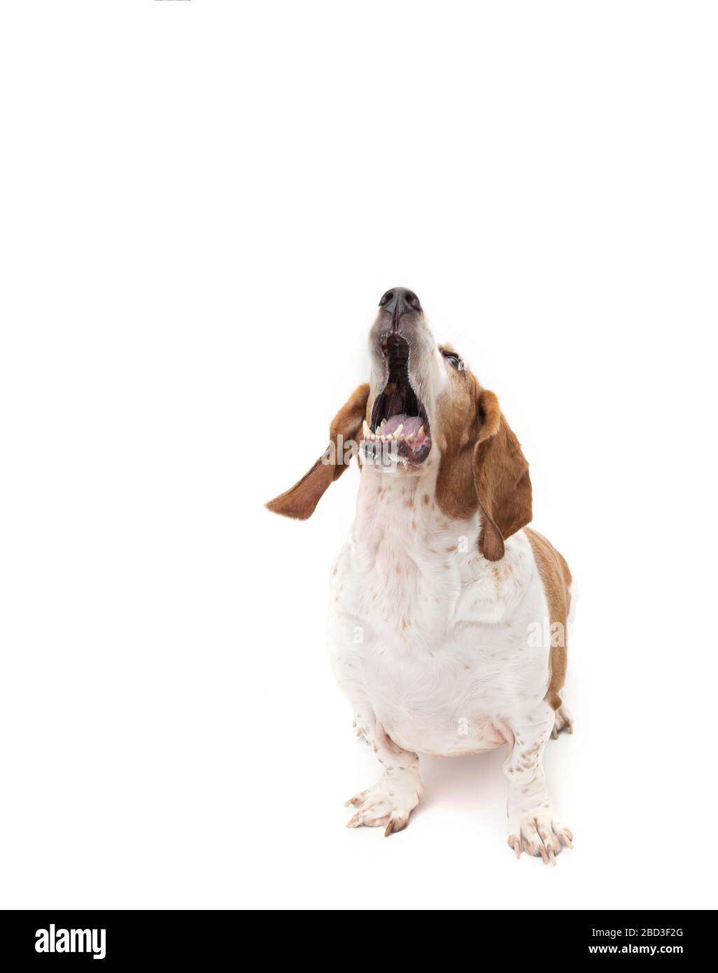 Rot-weißer Bassetthund schaut nach oben, Mund offen, hellweißer Rücken Stockfoto