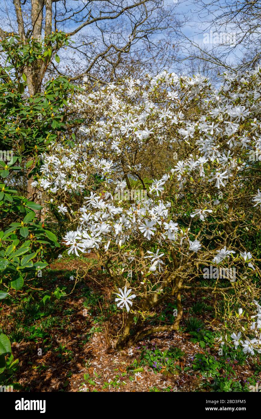 Frühling blühender weißer Stern magnolia, magnolia stellata, blüht im Frühling im RHS Garden, Wisley, Surrey Stockfoto